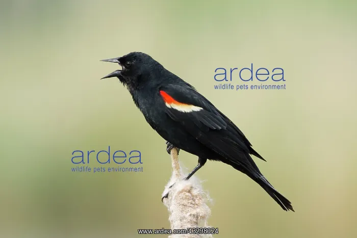 : Red-winged Blackbird - male display call in reedbed : Red-winged Blackbird - male display call in reedbed