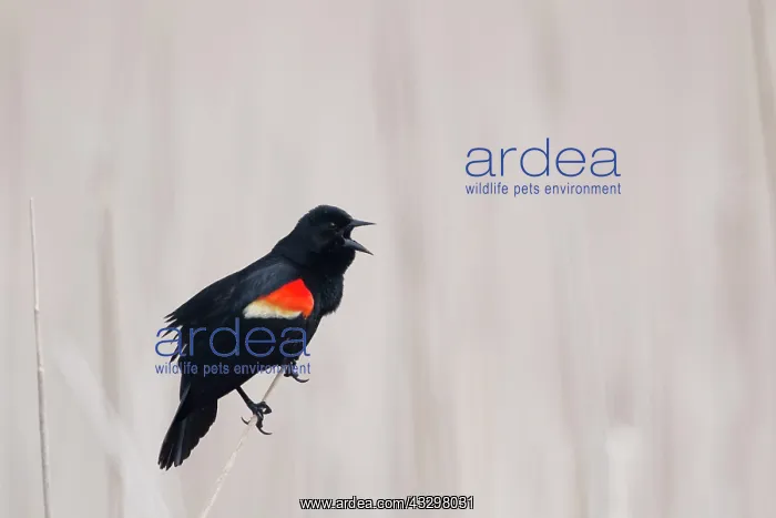 : Red-winged Blackbird - male display call in reedbed : Red-winged Blackbird - male display call in reedbed