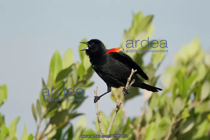 : Red-winged Blackbird - male displaying : Red-winged Blackbird - male displaying