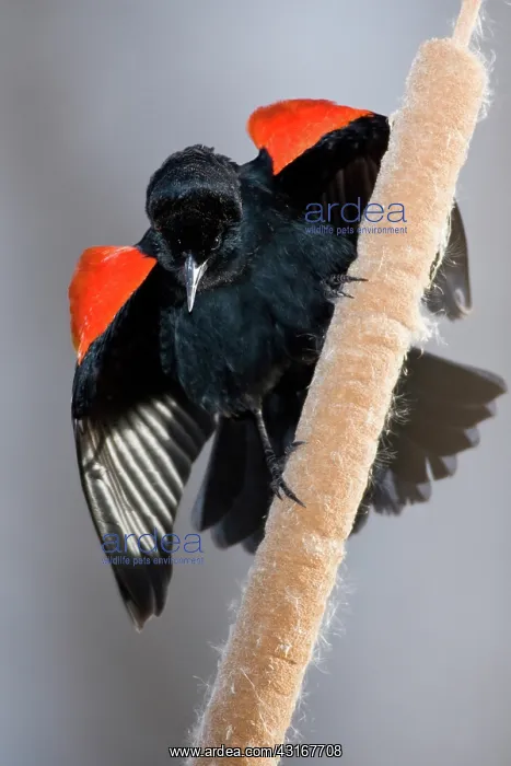 : Red-Winged Blackbird male displaying : Red-Winged Blackbird male displaying
