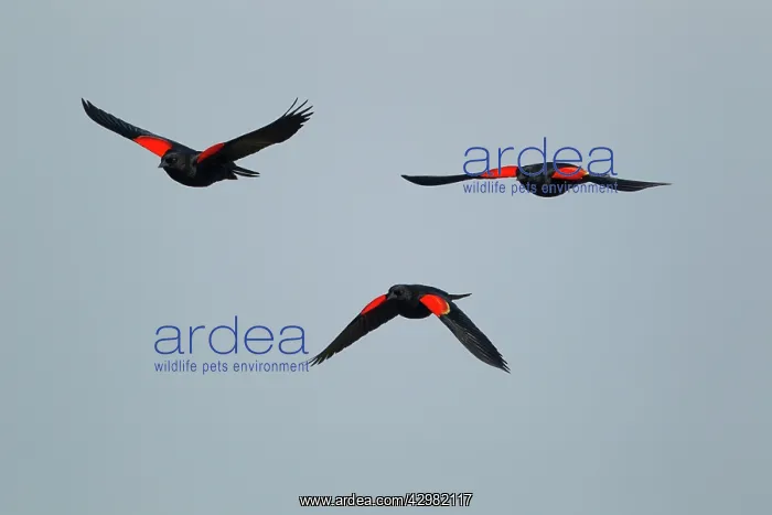 : Red-winged Blackbird - male in flight : Red-winged Blackbird - male in flight