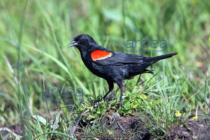 : Red-winged Blackbird male on ground calling - Yellowstone : Red-winged Blackbird male on ground calling - Yellowstone