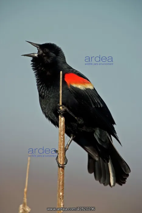 : Red-winged Blackbird - Male with mouth open perched : Red-winged Blackbird - Male with mouth open perched