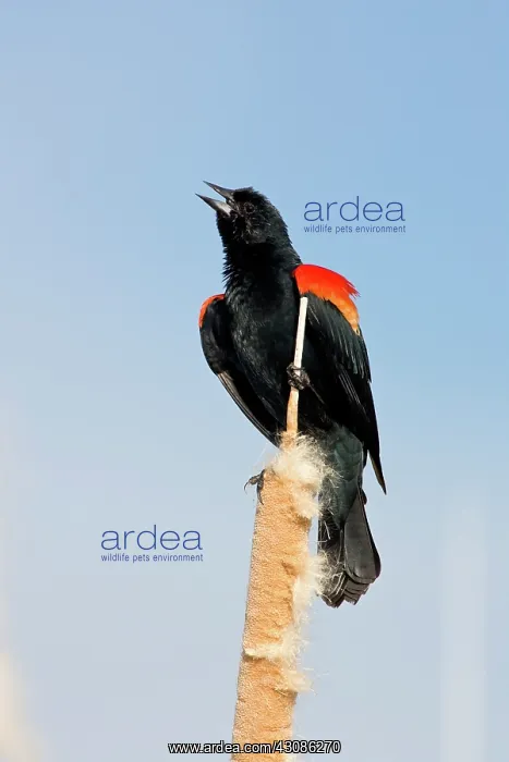 : Red-Winged Blackbird male singing : Red-Winged Blackbird male singing