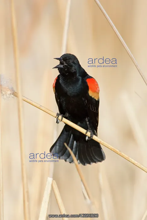 : Red-Winged Blackbird male singing : Red-Winged Blackbird male singing