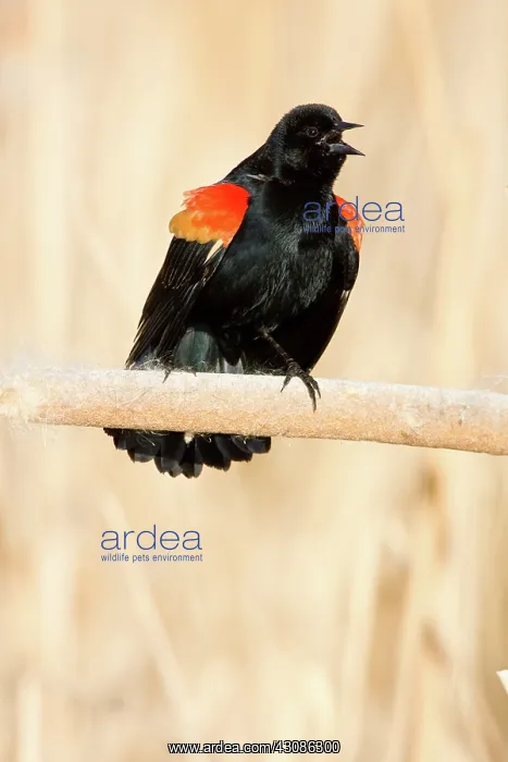 : Red-Winged Blackbird male singing : Red-Winged Blackbird male singing