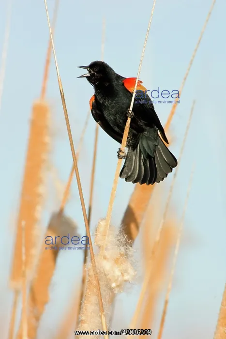 : Red-Winged Blackbird male singing : Red-Winged Blackbird male singing