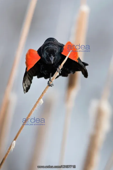 : Red-Winged Blackbird male singing : Red-Winged Blackbird male singing