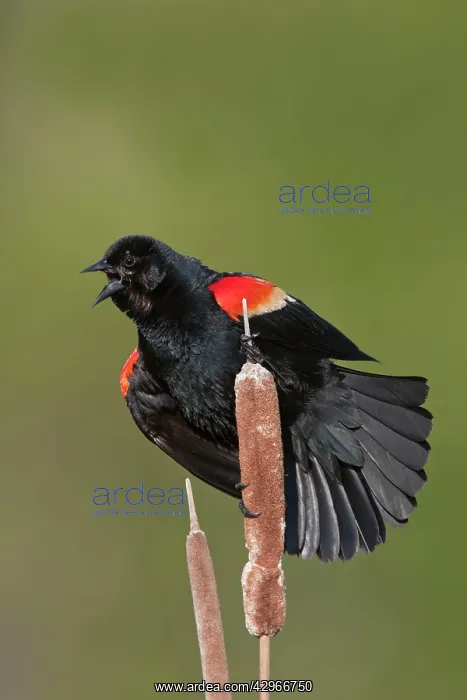 : Red-winged Blackbird - male singing on territory in Spring : Red-winged Blackbird - male singing on territory in Spring