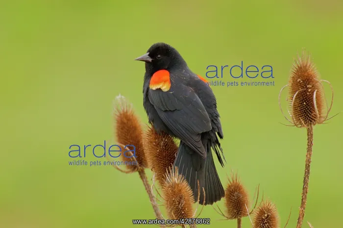 : Red-winged Blackbird - male on teasel plant : Red-winged Blackbird - male on teasel plant