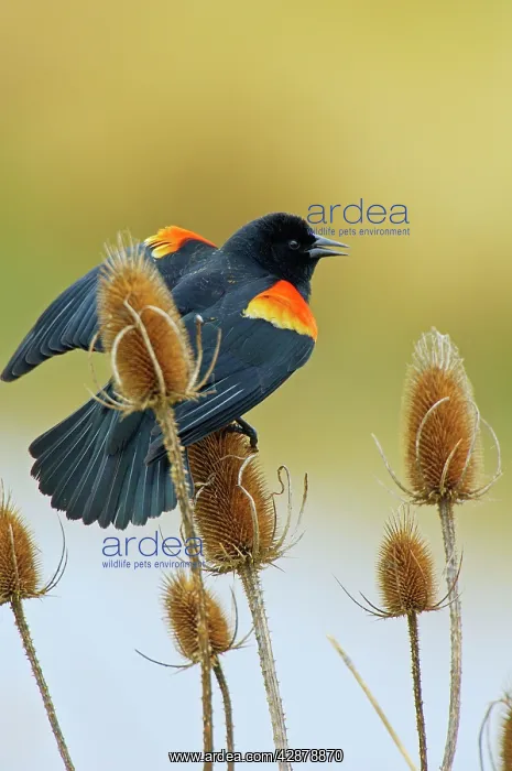 : Red-winged Blackbird - male on teasel plant : Red-winged Blackbird - male on teasel plant