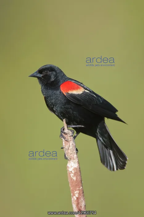 : Red-winged Blackbird - male on territory in Spring : Red-winged Blackbird - male on territory in Spring