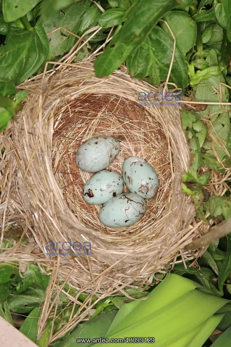 : Red-winged Blackbird Nest : Red-winged Blackbird Nest
