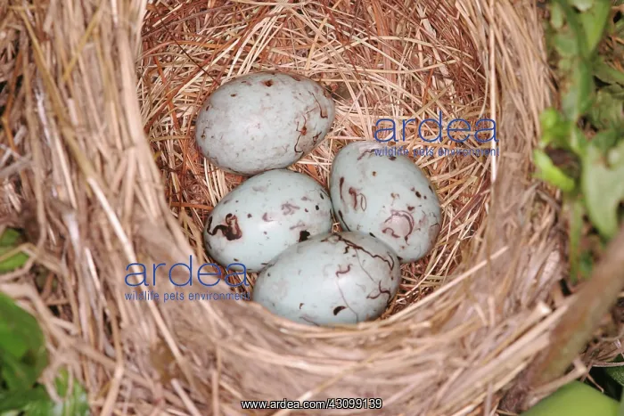 : Red-winged Blackbird Nest : Red-winged Blackbird Nest