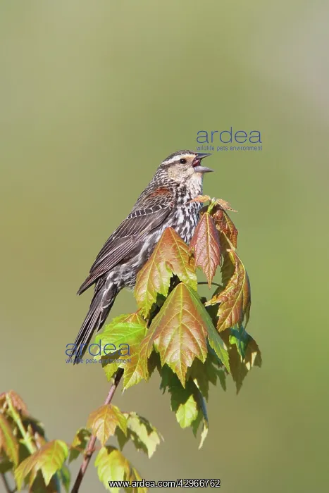 : Red-winged Blackbird - singing : Red-winged Blackbird - singing