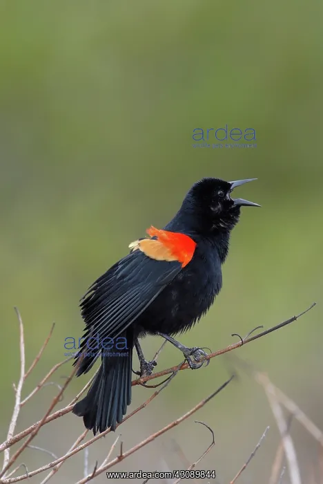 : Red-winged Blackbird Singing : Red-winged Blackbird Singing