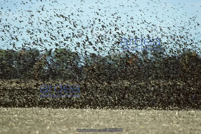 : Red-Winged Blackbird - Winter Feeding Flock : Red-Winged Blackbird - Winter Feeding Flock