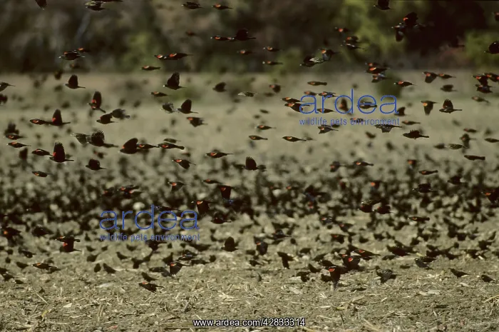 : Red-Winged Blackbird - Winter Feeding Flock : Red-Winged Blackbird - Winter Feeding Flock