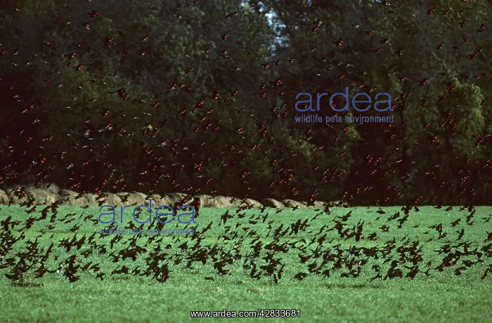 : Red-Winged Blackbird - Winter Feeding Flock : Red-Winged Blackbird - Winter Feeding Flock