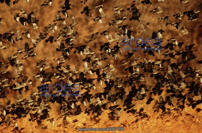 : Red-Winged Blackbirds : Red-Winged Blackbirds