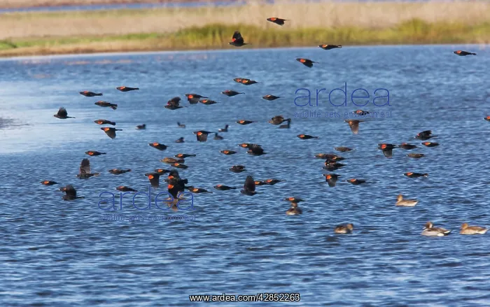 : Red-winged Blackbirds - flock in flight over lake : Red-winged Blackbirds - flock in flight over lake