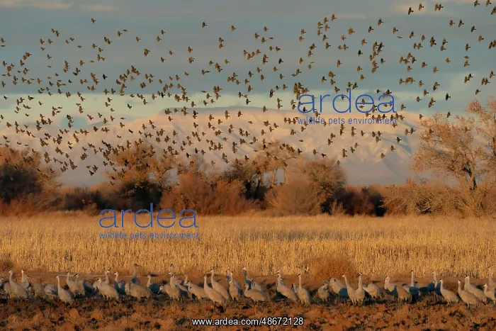 : Red-winged blackbirds flying with snow-covered Manzano : Red-winged blackbirds flying with snow-covered Manzano