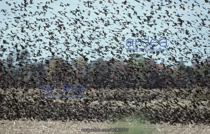 : Red Winged Blackbirds - Massive Winter Flock : Red Winged Blackbirds - Massive Winter Flock