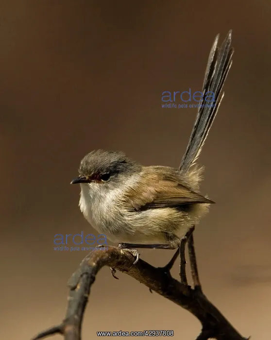 : Red-winged Fairy-wren - Female : Red-winged Fairy-wren - Female