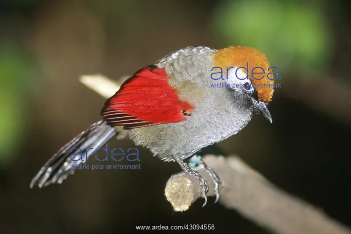 : Red-winged Laughing Thrush : Red-winged Laughing Thrush