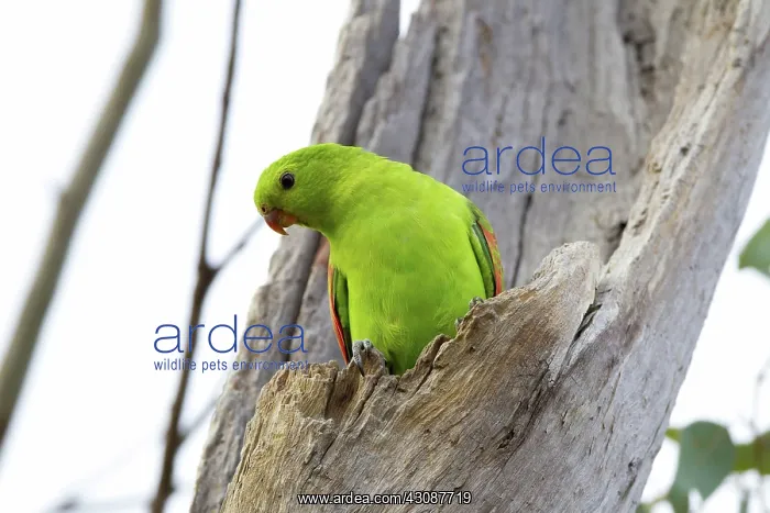 : Red-winged Parrot : Red-winged Parrot