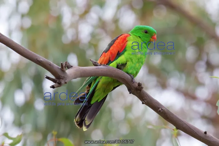 : Red-winged Parrot : Red-winged Parrot
