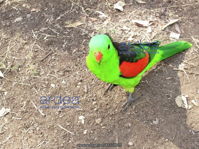 : Red-Winged Parrot : Red-Winged Parrot