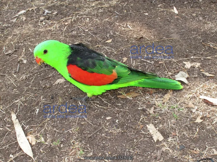 : Red-Winged Parrot : Red-Winged Parrot