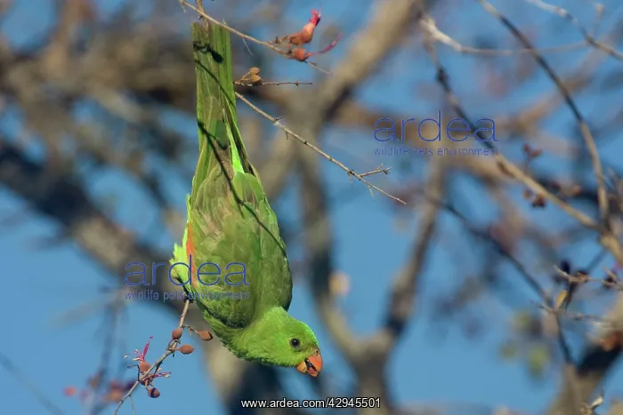 : Red-winged Parrot feeding : Red-winged Parrot feeding