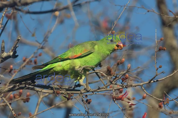 : Red-winged Parrot feeding : Red-winged Parrot feeding
