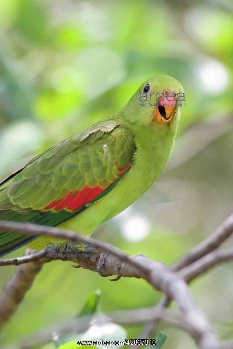 : Red-Winged Parrot-Female - Perched in woodland : Red-Winged Parrot-Female - Perched in woodland