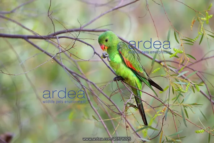 : Red-winged Parrot - female red-winged parrot feeding : Red-winged Parrot - female red-winged parrot feeding