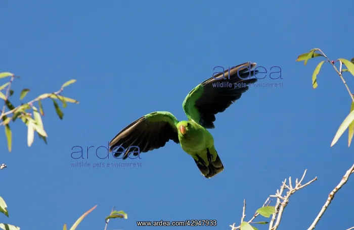 : Red-winged Parrot in flight : Red-winged Parrot in flight