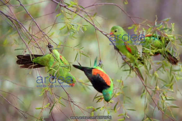 : Red-winged Parrot - flock with several females : Red-winged Parrot - flock with several females