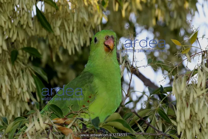 : Red-winged Parrot juvenile : Red-winged Parrot juvenile