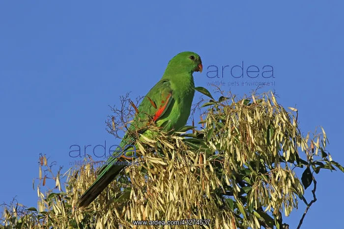 : Red-winged Parrot juvenile : Red-winged Parrot juvenile
