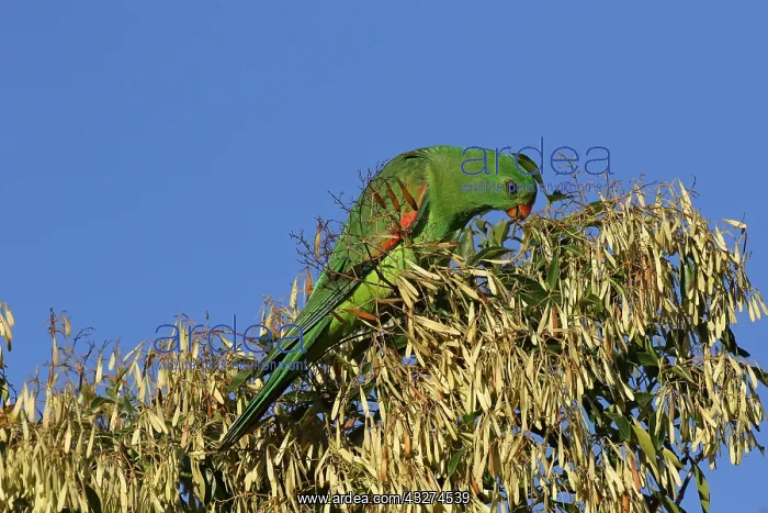 : Red-winged Parrot juvenile : Red-winged Parrot juvenile