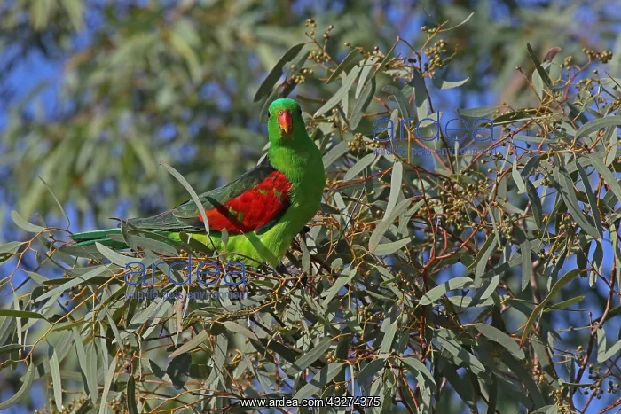  : Red-winged Parrot male A4307