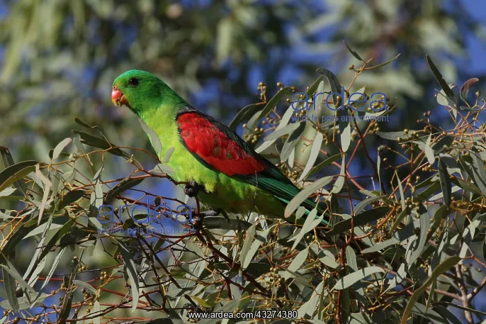 : Red-winged Parrot male A4308 : Red-winged Parrot male A4308