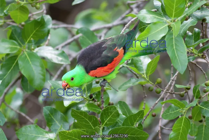 : Red-Winged Parrot-Male - Feeding on fruit : Red-Winged Parrot-Male - Feeding on fruit