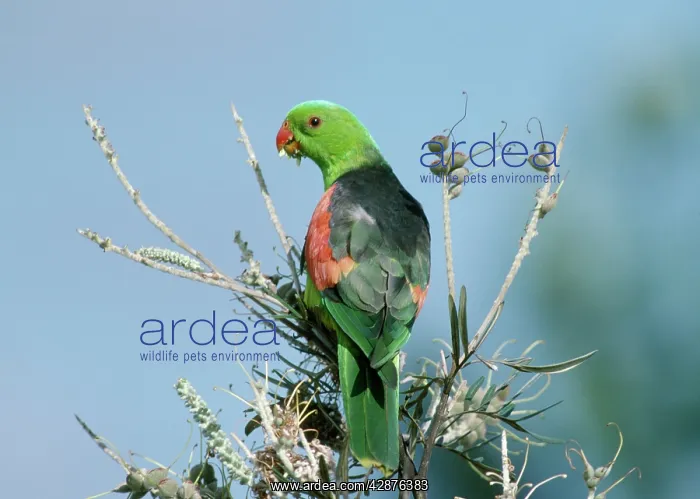 : Red-Winged Parrot - Male feeding on Grevillea Seeds : Red-Winged Parrot - Male feeding on Grevillea Seeds