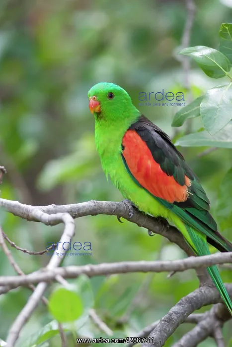 : Red-Winged Parrot-Male - Perched in woodland : Red-Winged Parrot-Male - Perched in woodland
