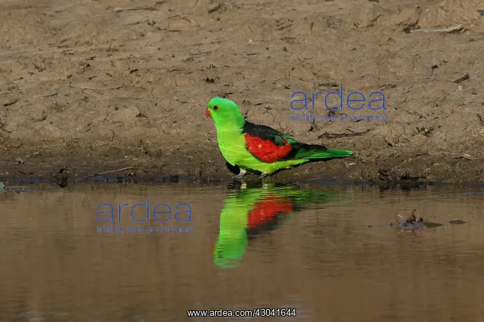 : Red-winged Parrot male Red-winged Parrot male : Red-winged Parrot male Red-winged Parrot male