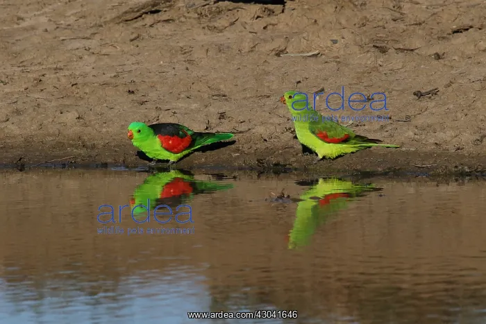 : Red-winged Parrot pair A4611 : Red-winged Parrot pair A4611