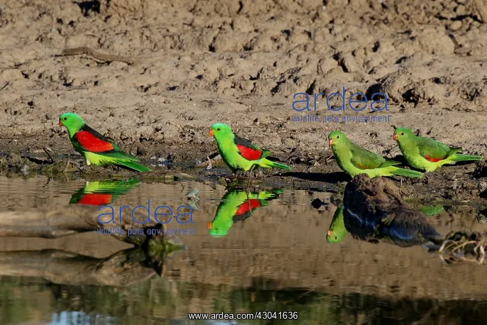  : Red-winged Parrot Red-winged Parrot